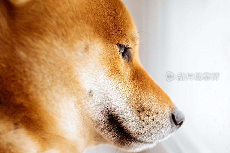 日本柴犬在自家窗户旁macro eyes